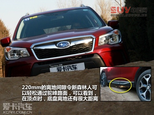 新森林人評測 新森林人評測