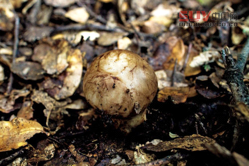 林芝松茸美食自駕游攻略