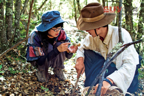 林芝松茸美食自駕游攻略