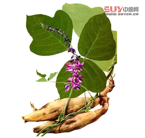 戶外課堂：驢友們一定要認識的六種救命稻草