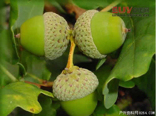 戶外課堂：驢友們一定要認識的六種救命稻草