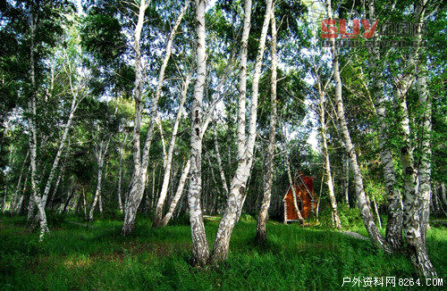 戶外課堂：驢友們一定要認識的六種救命稻草