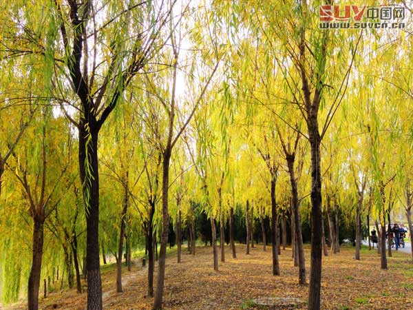 奧林匹克森林公園 秋游攻略推薦