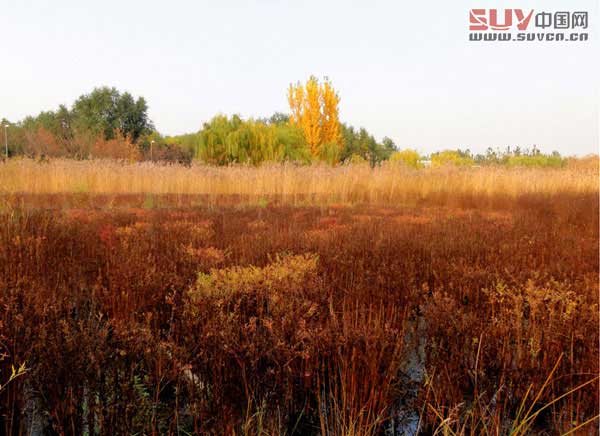 奧林匹克森林公園 秋游攻略推薦