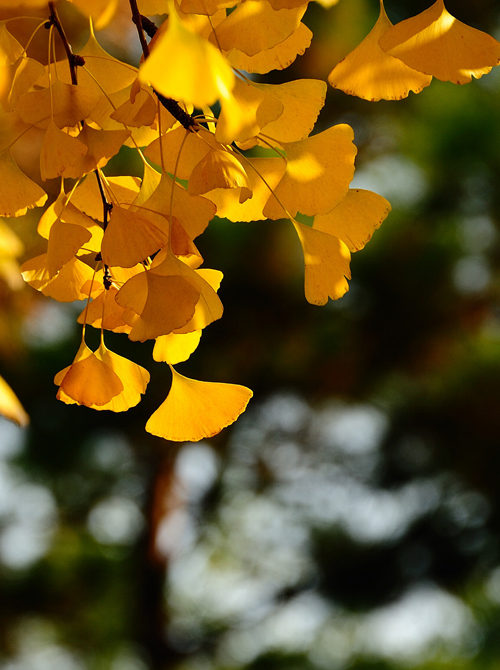 北京釣魚(yú)臺(tái)銀杏大道 盡賞金秋落英繽紛