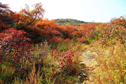 更比香山美 坡峰嶺漫山紅遍醉游人