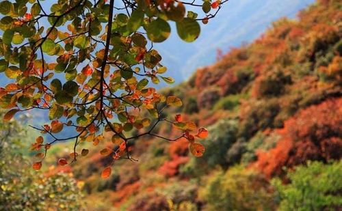 更比香山美 坡峰嶺漫山紅遍醉游人