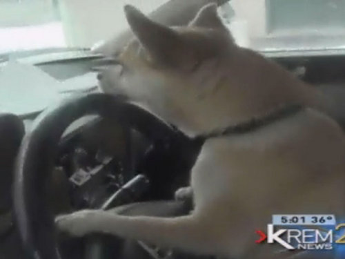 淘氣小狗趁主人不在開走汽車 釀成車禍