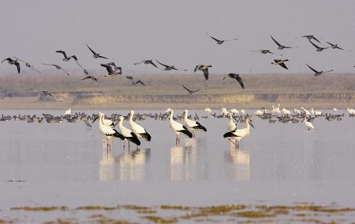 江西鄱陽湖保護區 許志偉 攝