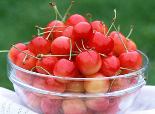 櫻桃紅了 探尋京郊櫻桃采摘好去處 櫻桃紅了 探尋京郊櫻桃采摘好去處