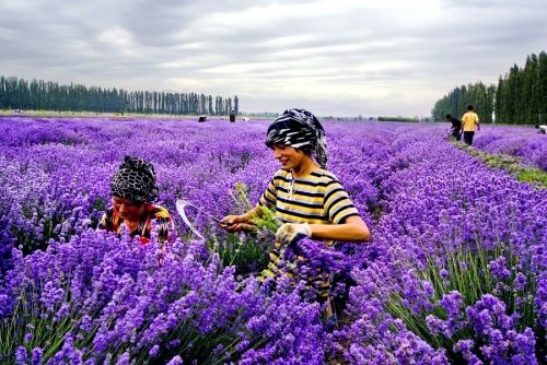 華夏大地5處令人心醉的美:廣西龍脊、新疆伊犁